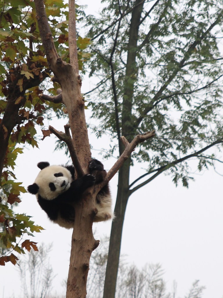 Panda in a tree!?!