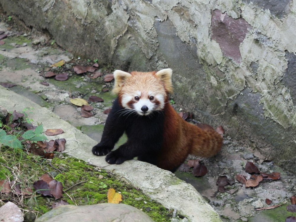 Red Panda!