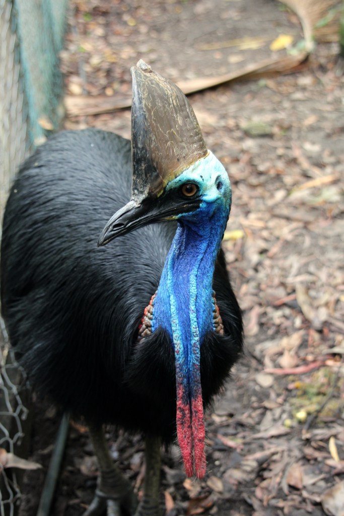 cairns_zoo_cassowary1
