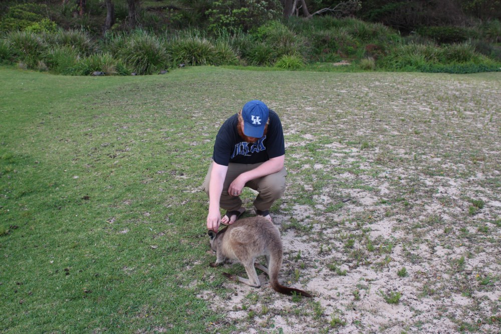 australia_wild_kangaroo
