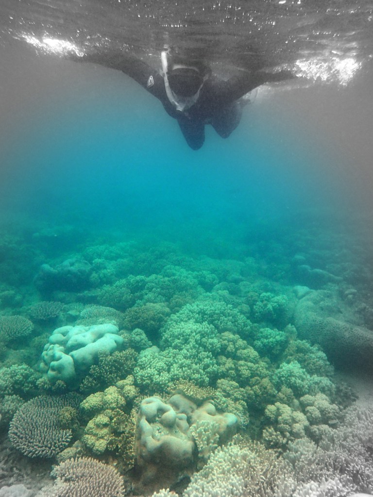 cairns_snorkel_her