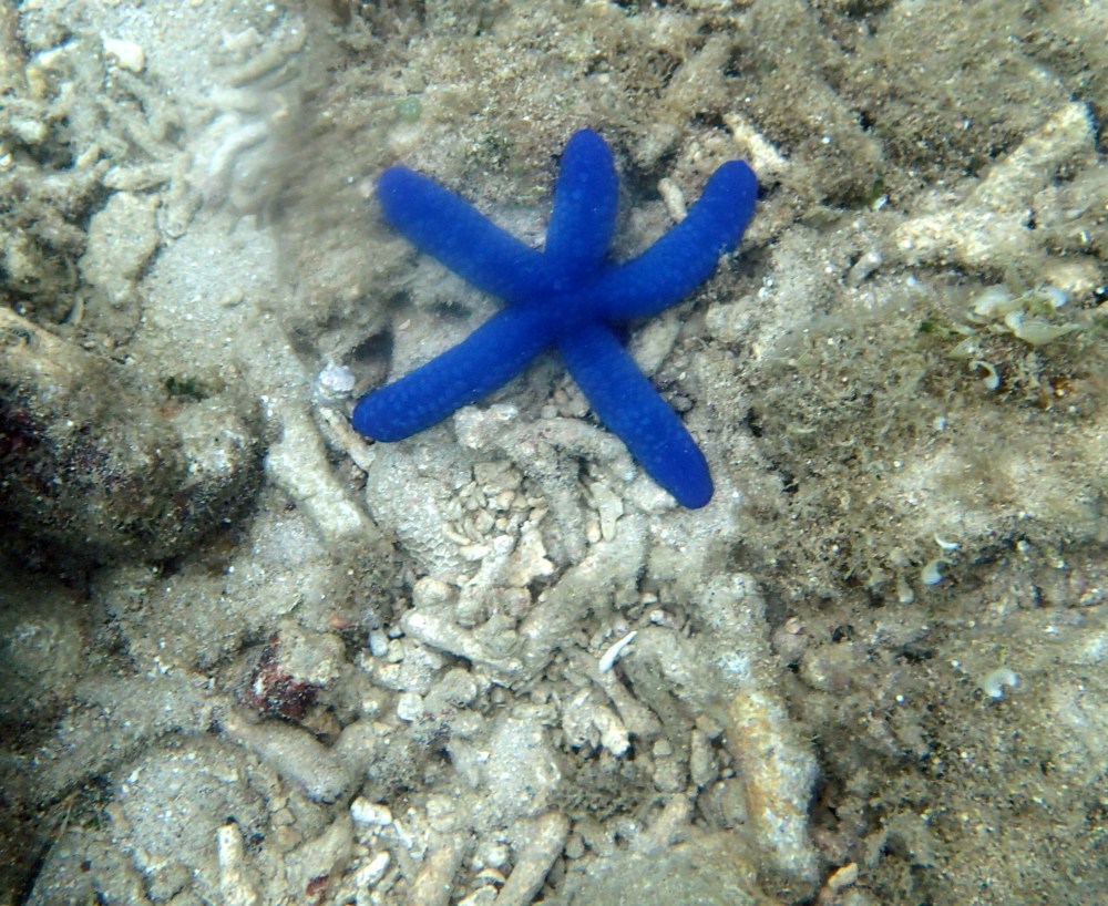 cairns_snorkel_starfish