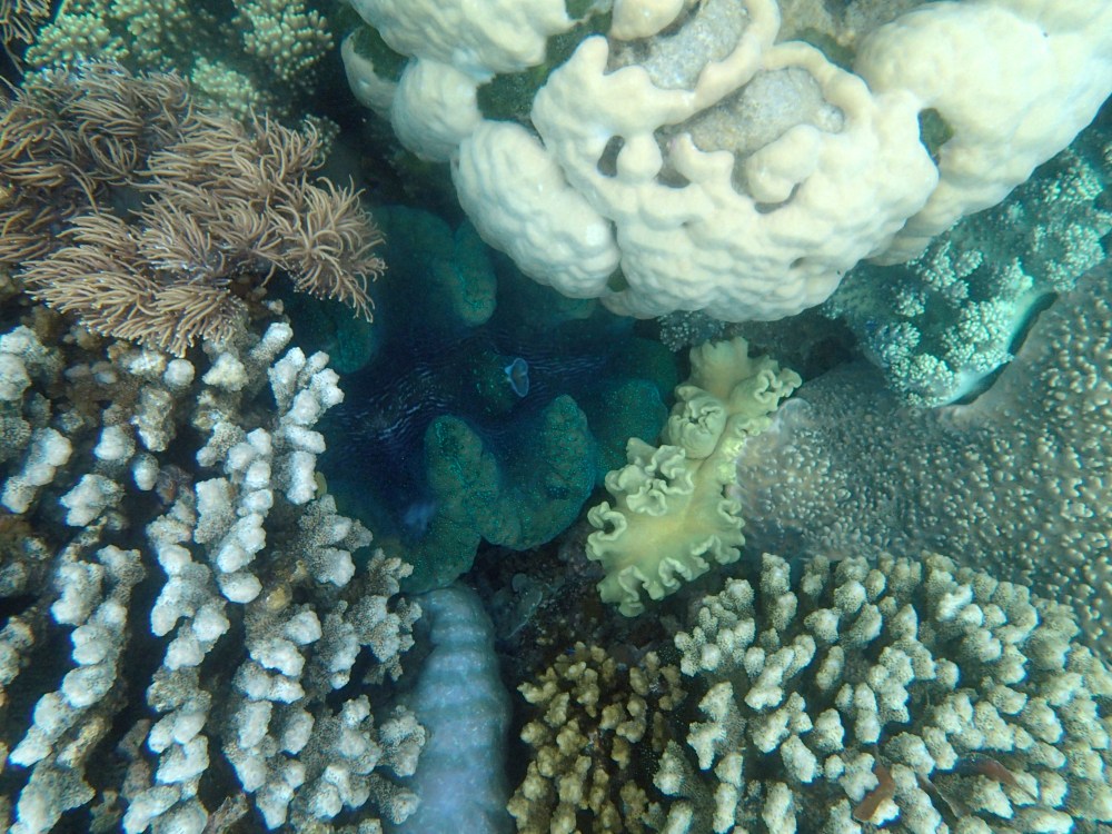 cairns_snorkel_clam1