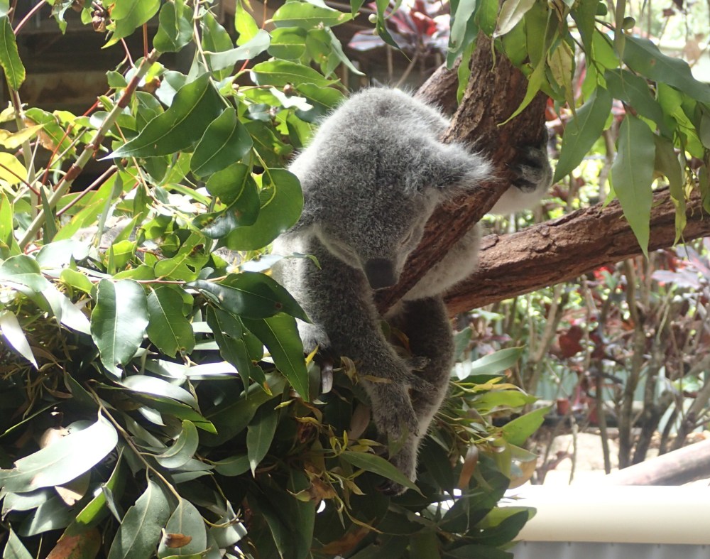 cairns_zoo_sleeping_koala