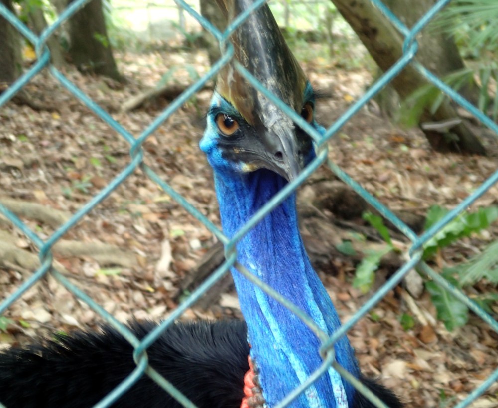 cairns_zoo_cassowary