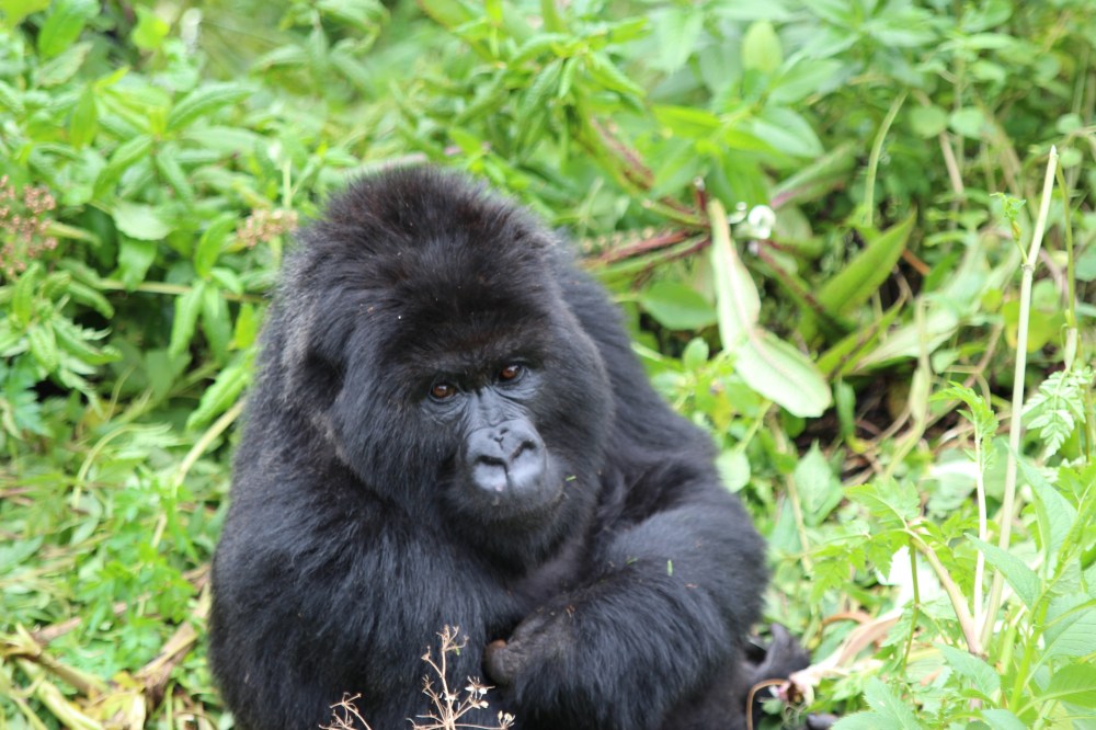 At least, that's what I'd like to think he was thinking.