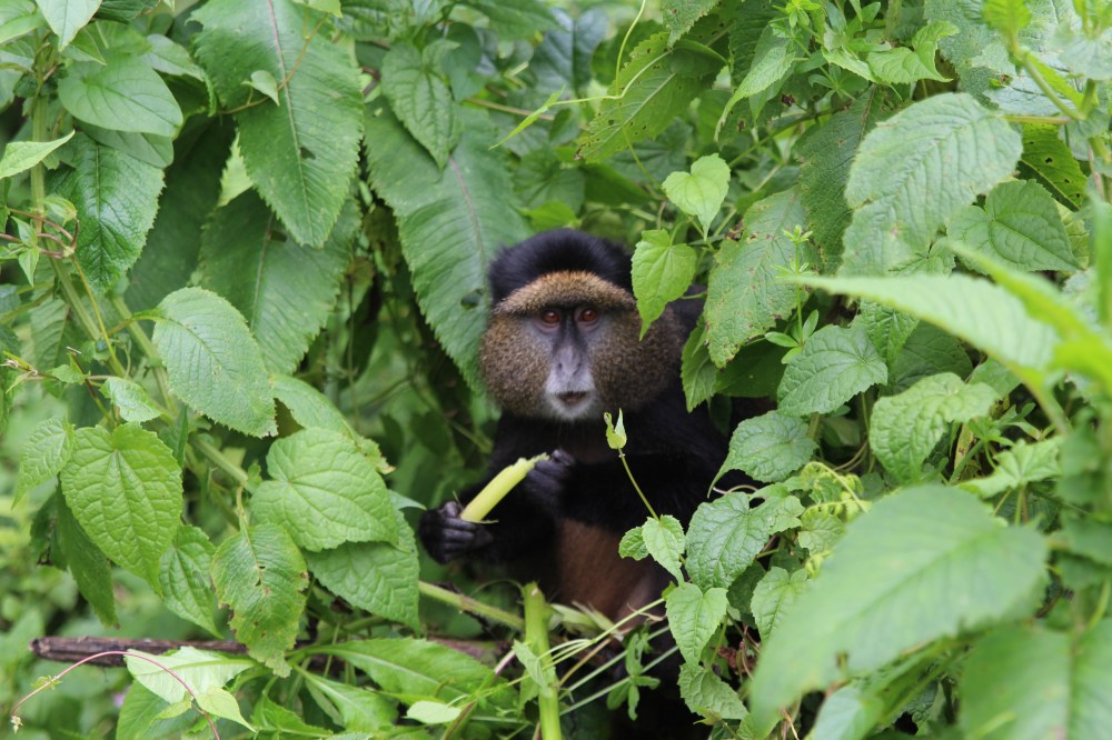 Oh no, I've been spotted!