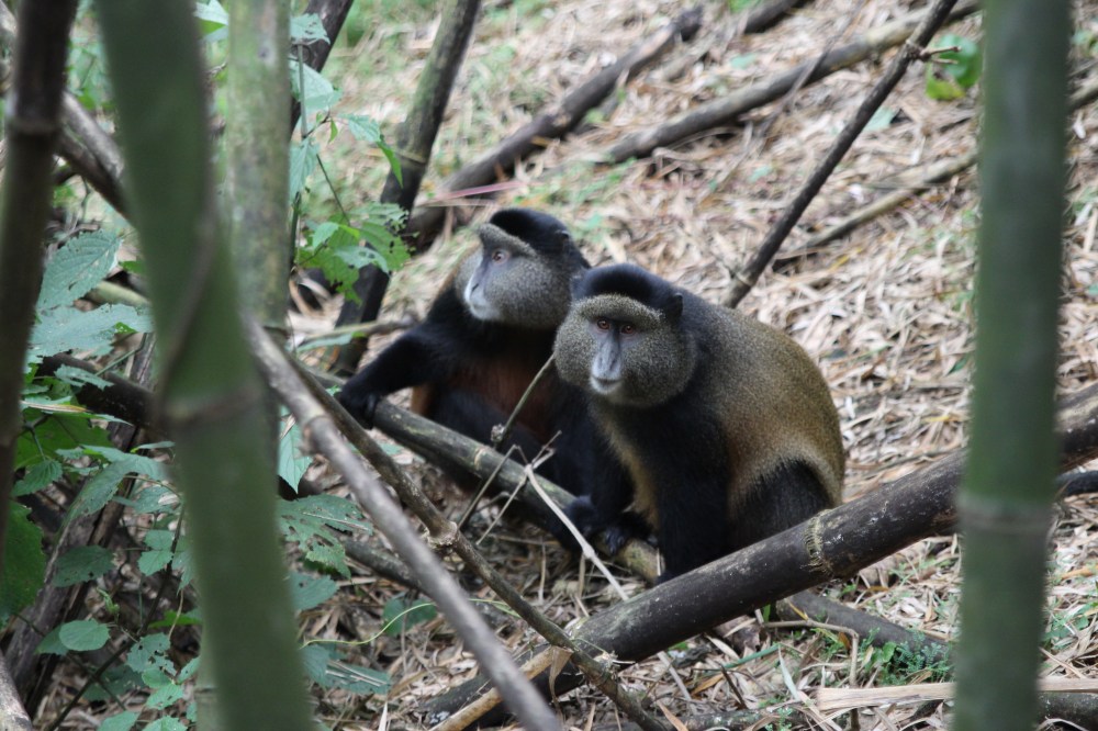 The dude was giving me a mental high-five. Monkeys are weird.