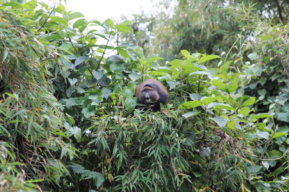Seriously, there were like 80 monkeys in the group. They were all over the place.