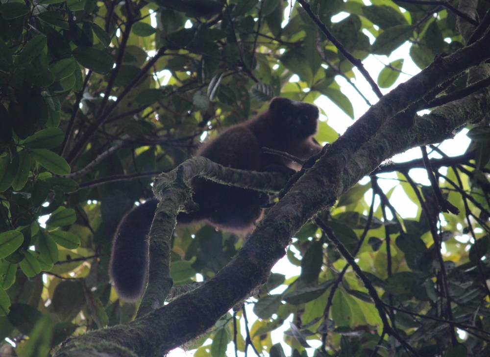 22.01. Red-Bellied Lemur