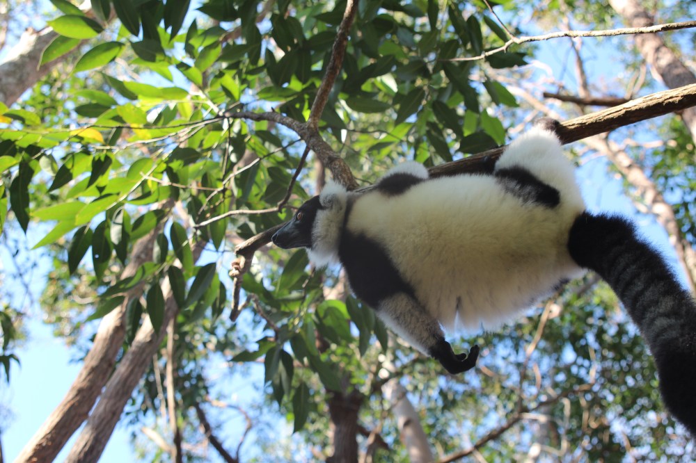 22.02. Black and White Ruffed Lemur