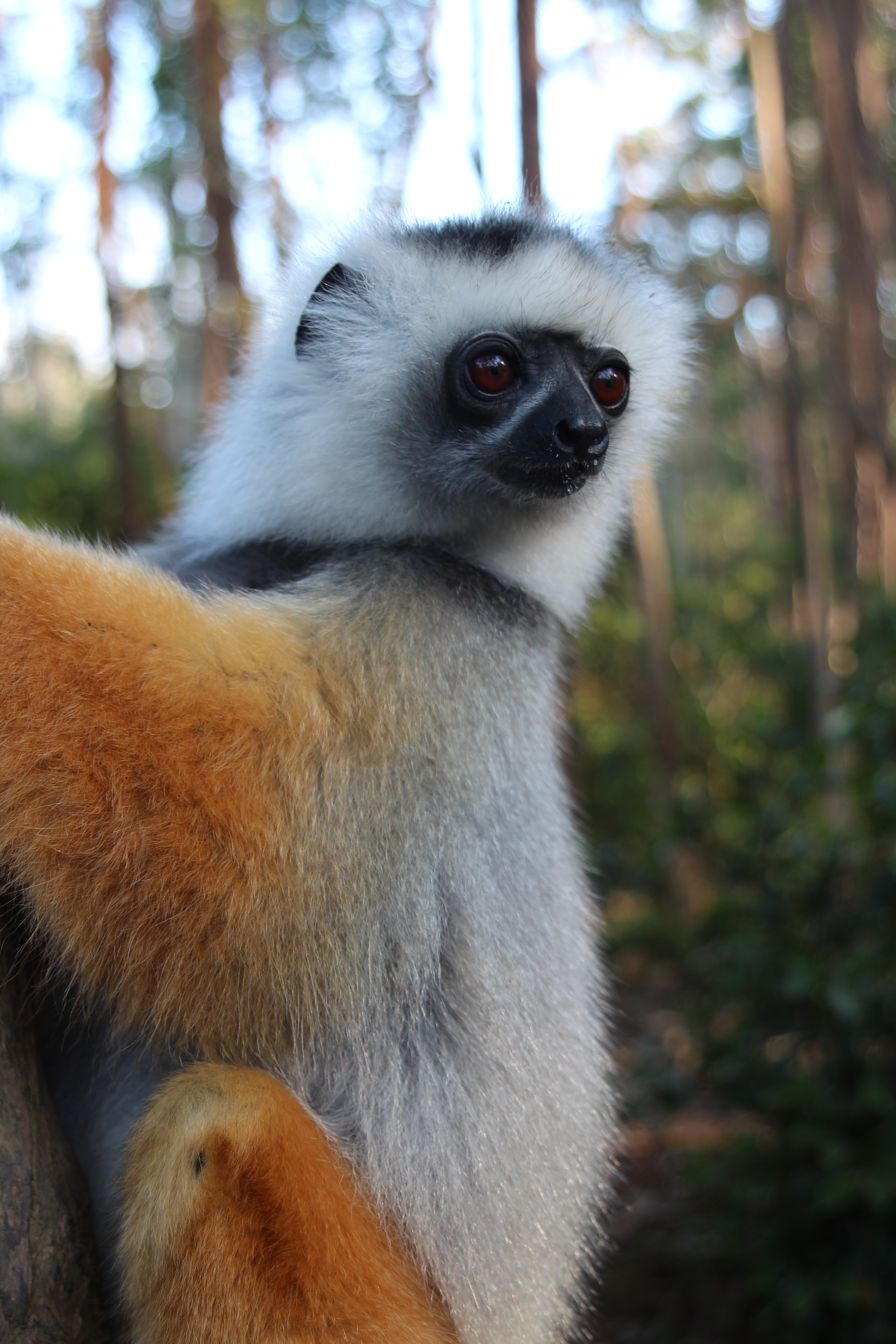 22.03. Diademed Sifaka
