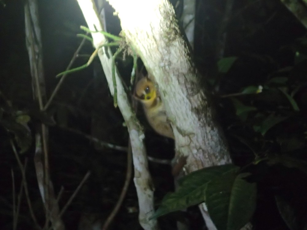 22.05. Goodman's Mouse Lemur.JPG
