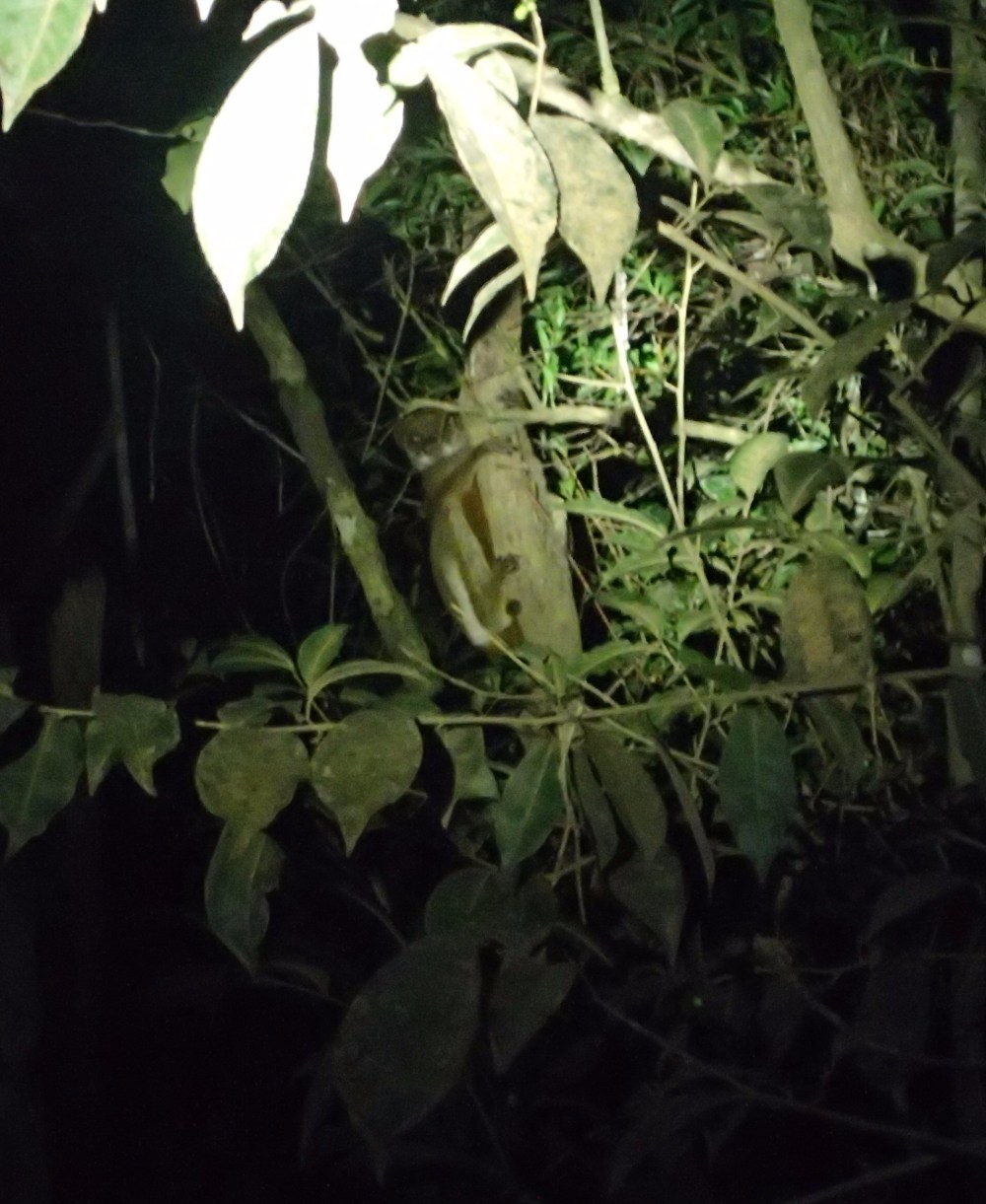 22.06. Eastern Wooly Lemur