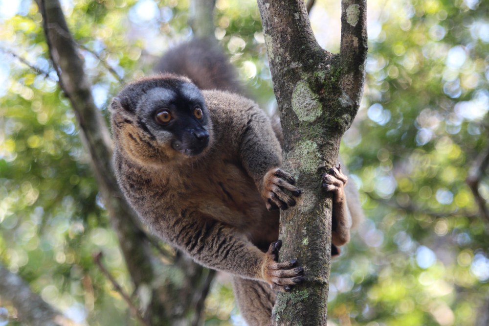 22.07. Common Brown Lemur
