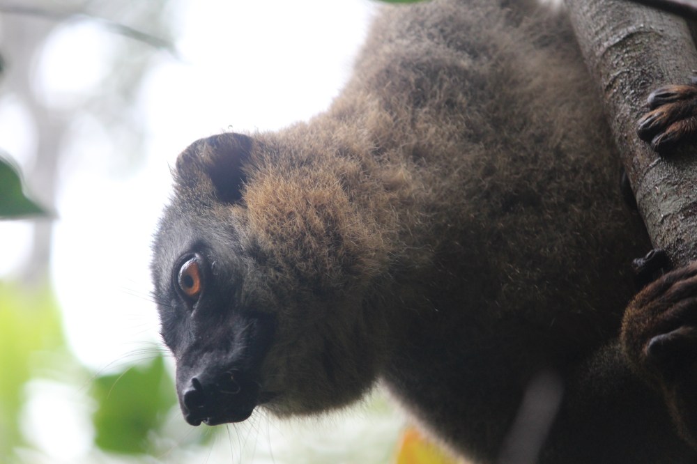 22.09. Red Fronted Brown Lemur