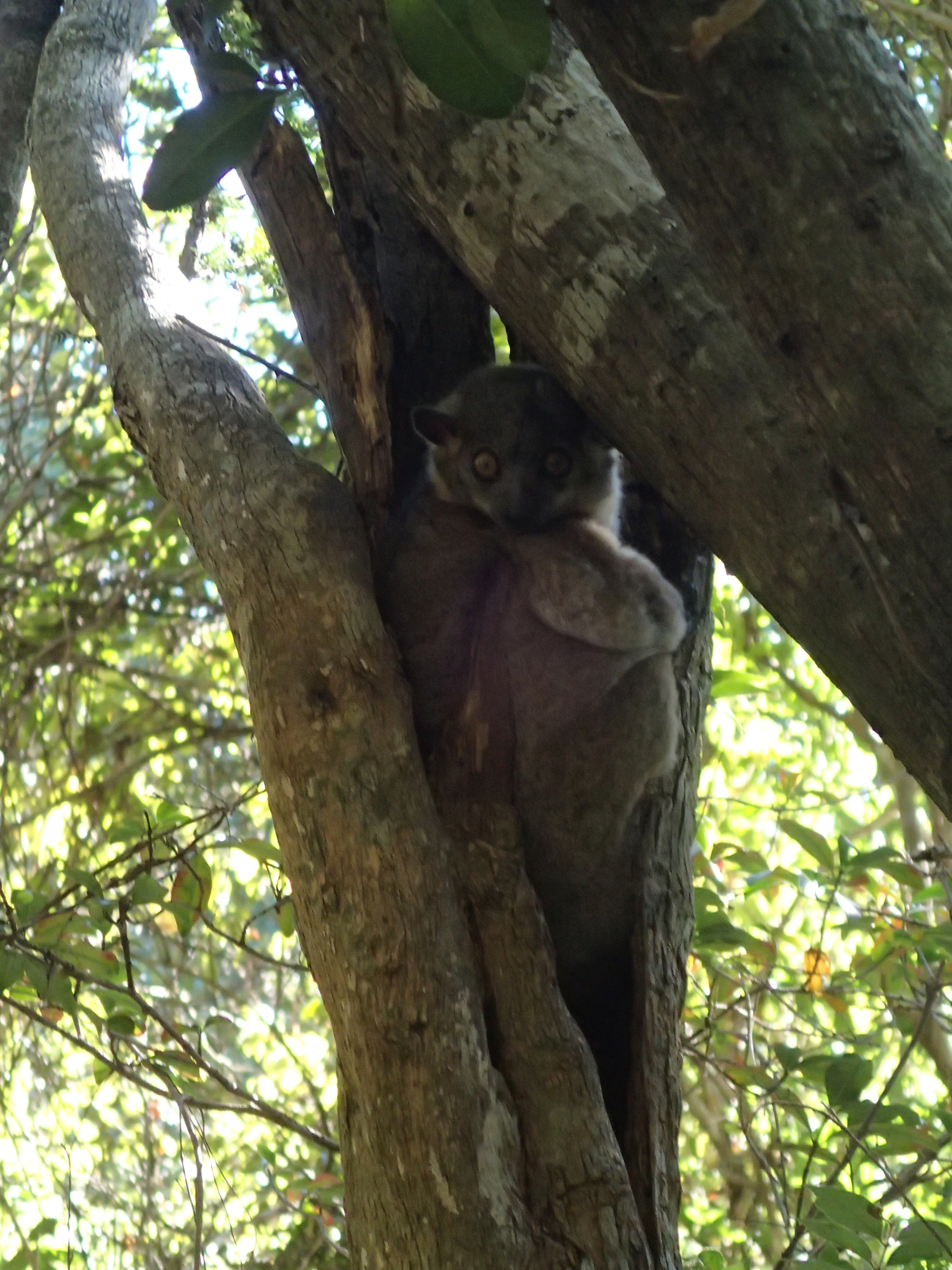 22.10. Coquerel’s Giant Mouse Lemur