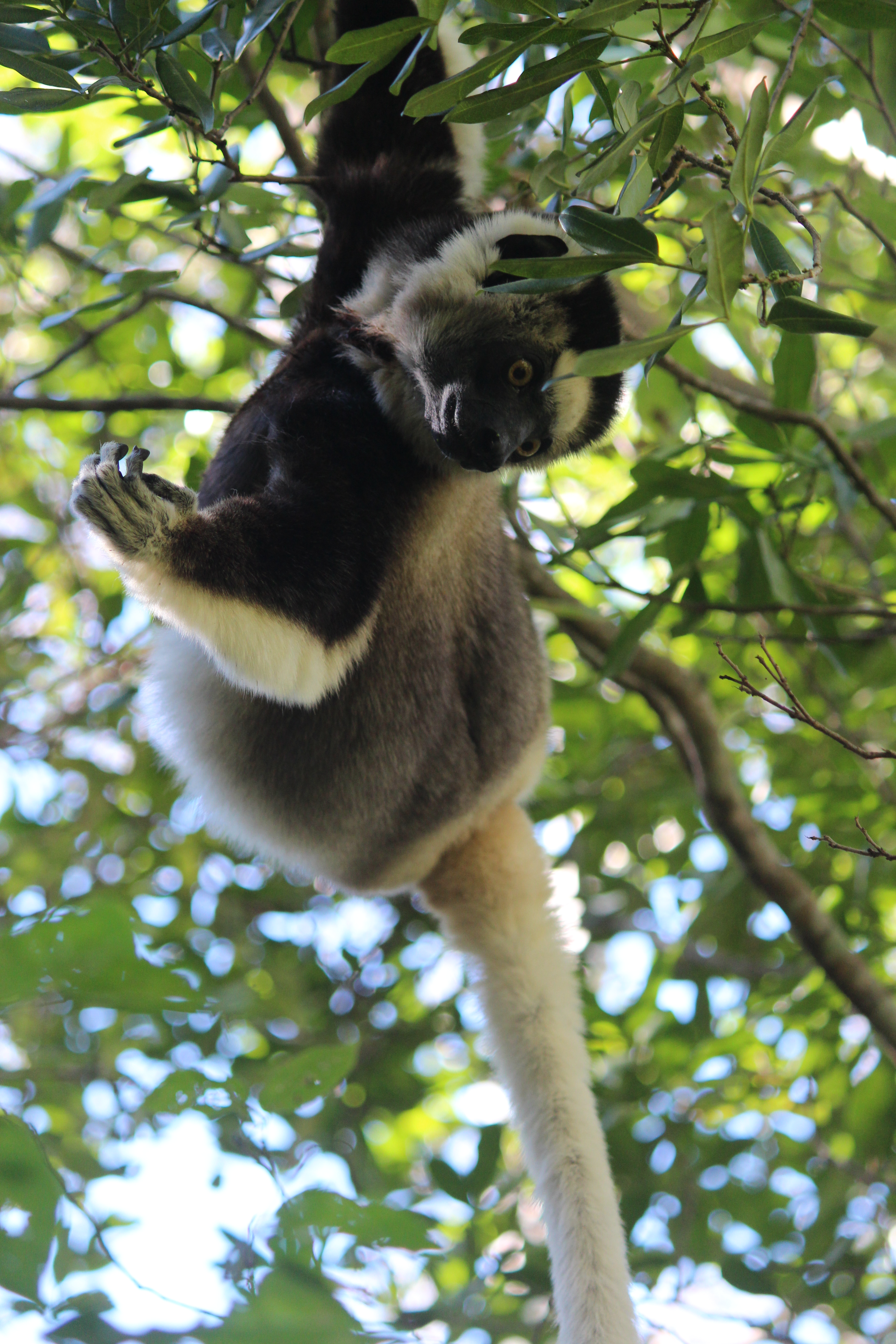 22.12. Verreaux_s Sifaka
