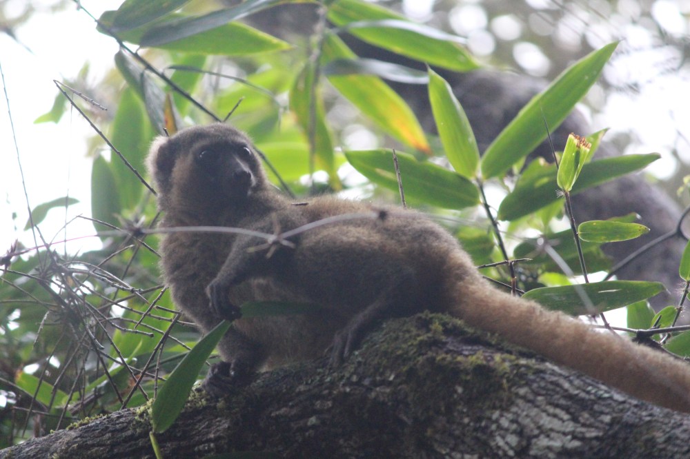 22.14. Golden Bamboo Lemur