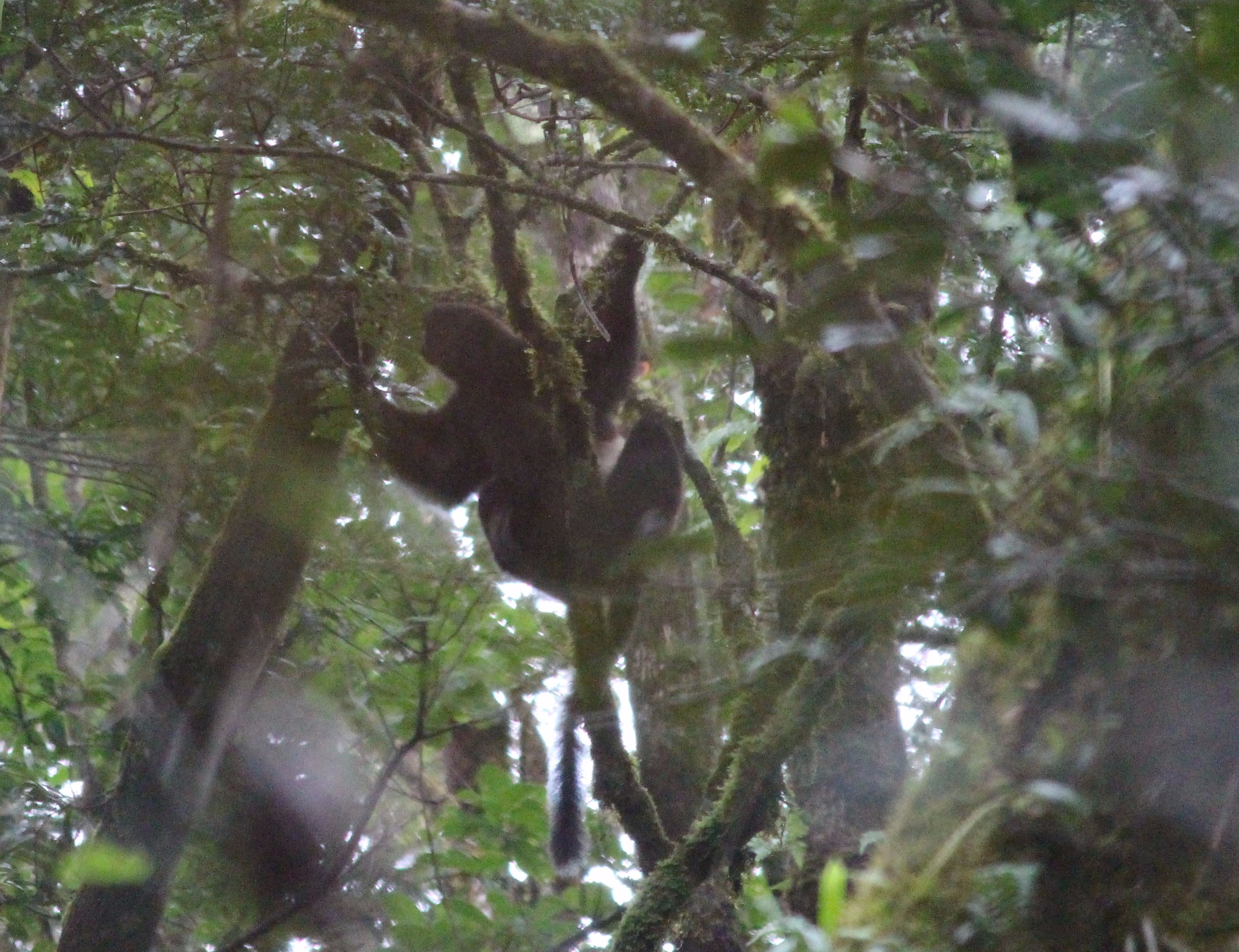 22.15. Milne-Edward_s Sifaka